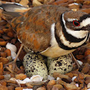 Killdeer