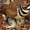 Killdeer