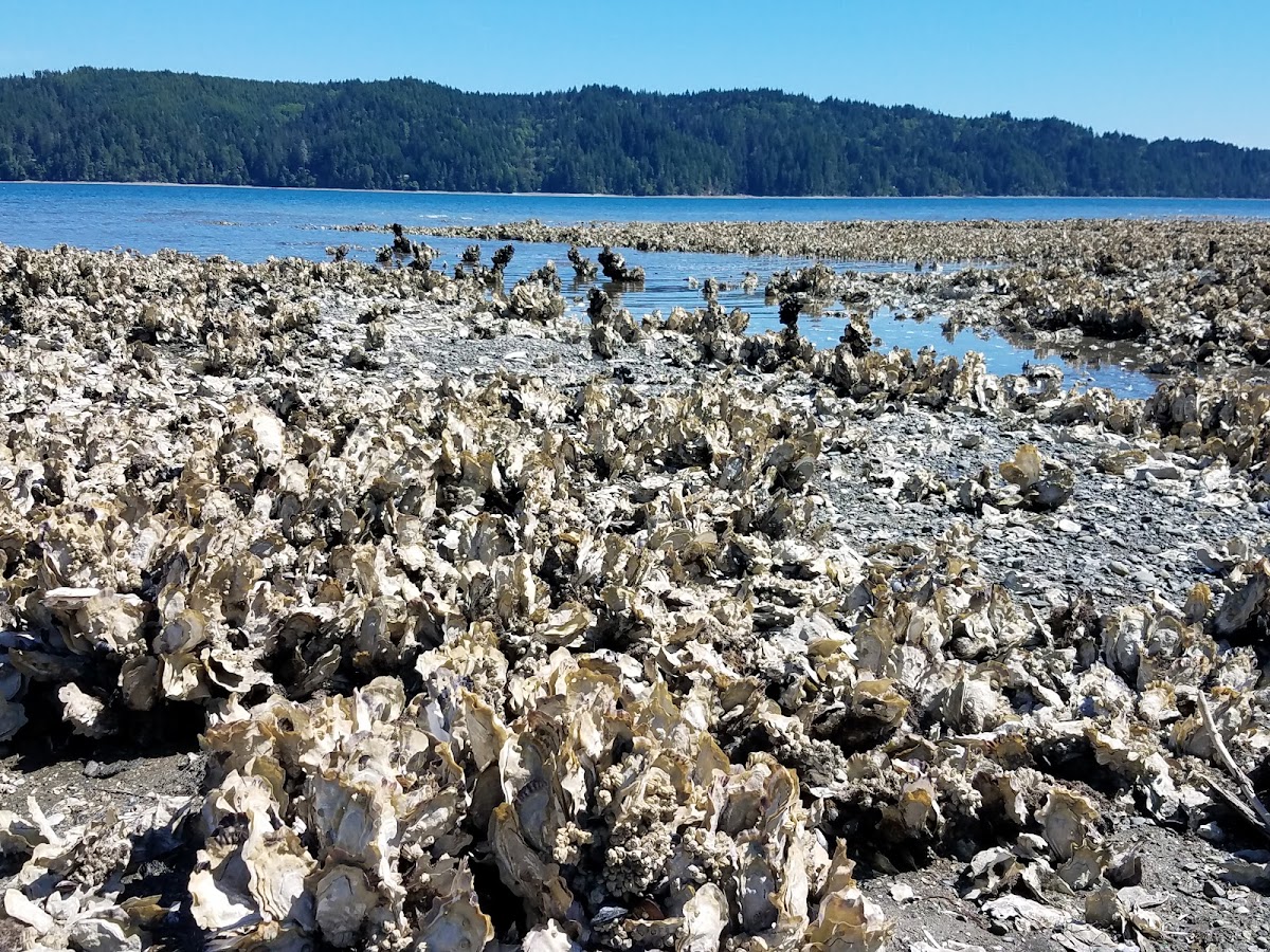 Pacific oyster