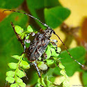 Long-Horn Beetle