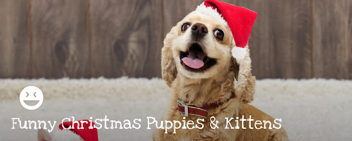 Funny Christmas Puppies & Kittens Wallpapers marquee promo image