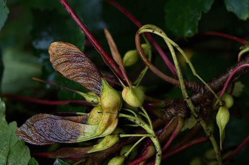 Acer pseudoplatanus