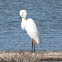 Great White Egret; Garceta Grande