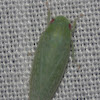 Leafhopper