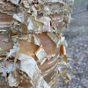 Paper birch