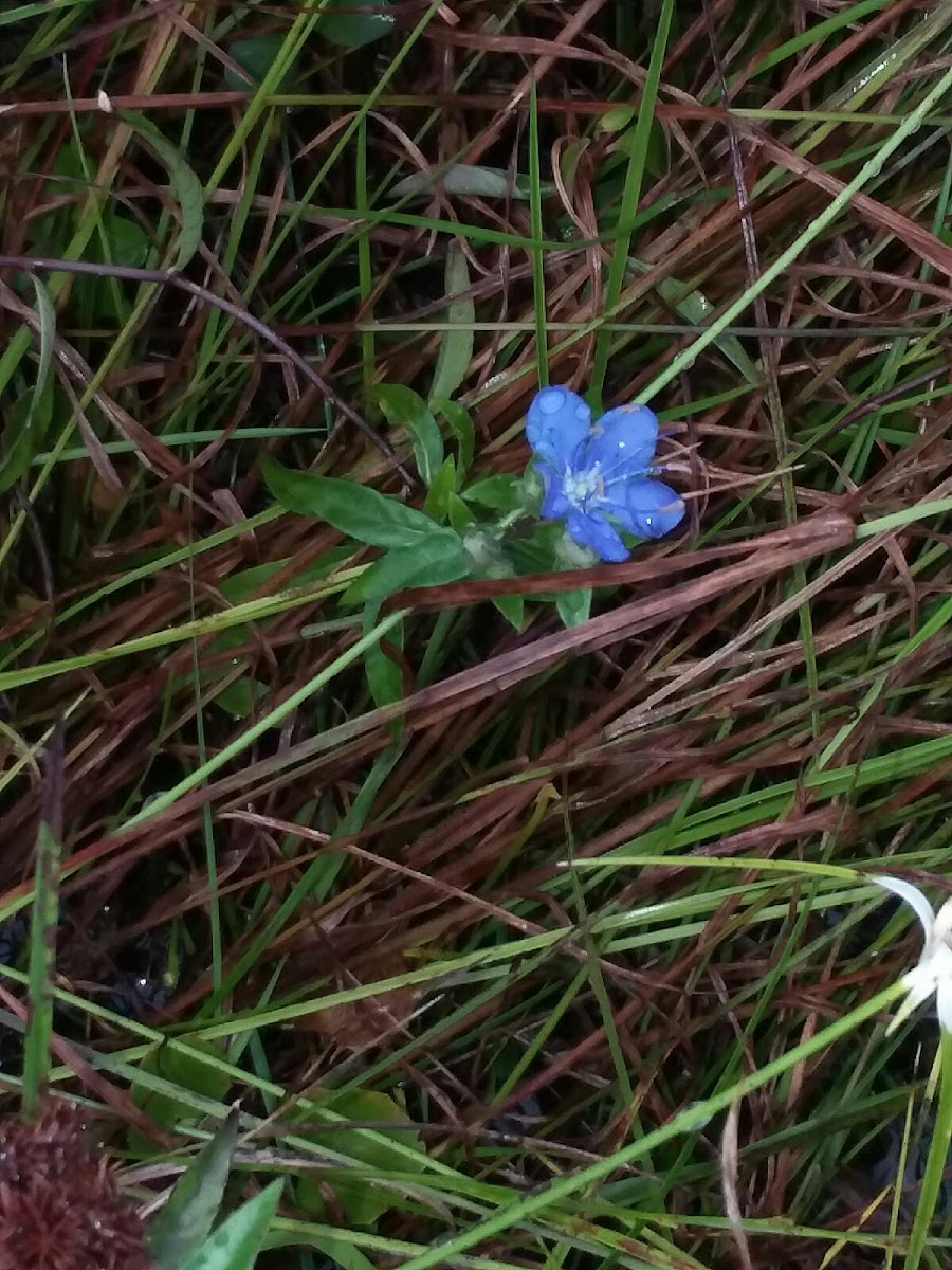 Common spiderwort