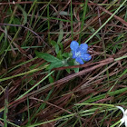 Common spiderwort