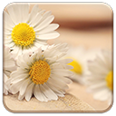 Daisy Days Chrome extension download