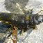 Rockweed Isopod