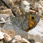 Wall Brown