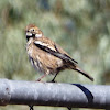 Lark Bunting