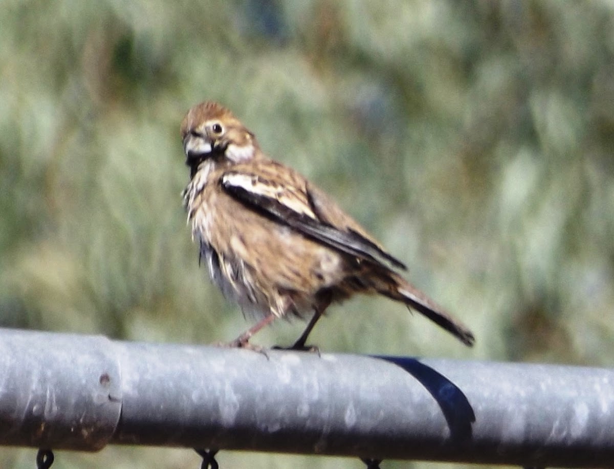 Lark Bunting