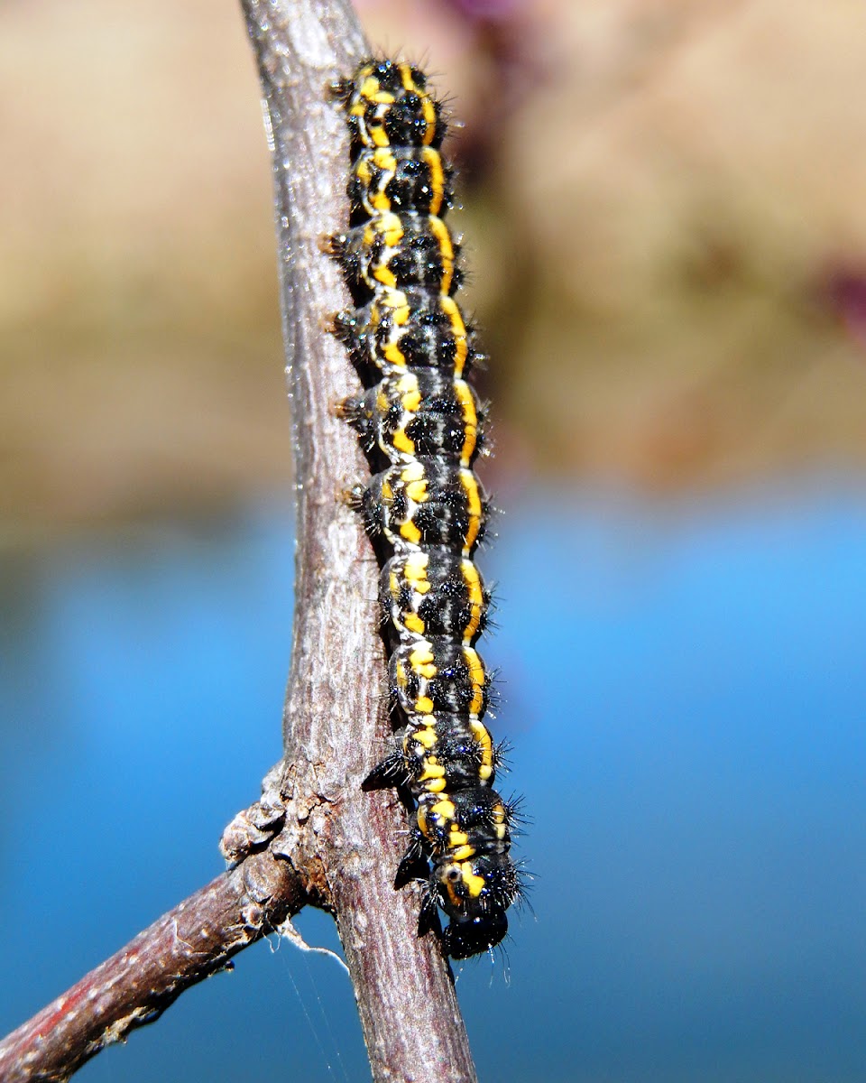 Clymene Moth