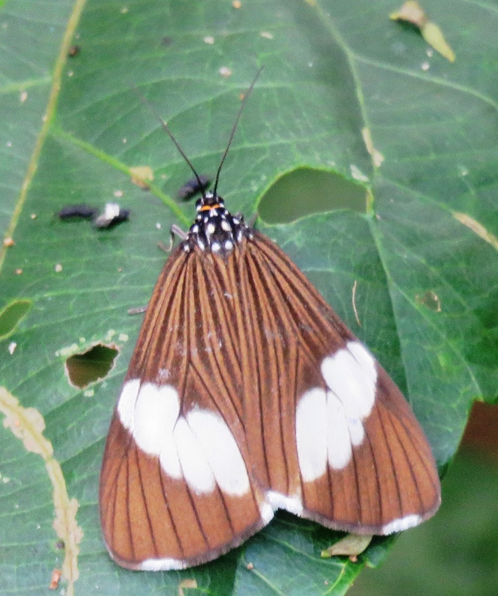 Tiger moth