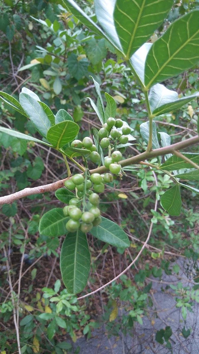 Brazilian pepper tree