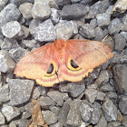 Polyphemus moth