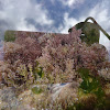 Coralline Algae