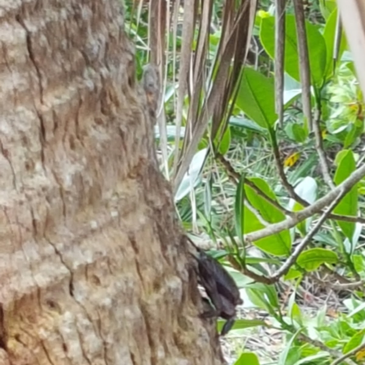 Mangrove Tree Crab