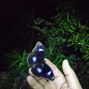 Great Eggfly (Hypolimnas bolina)