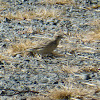 American Pipit