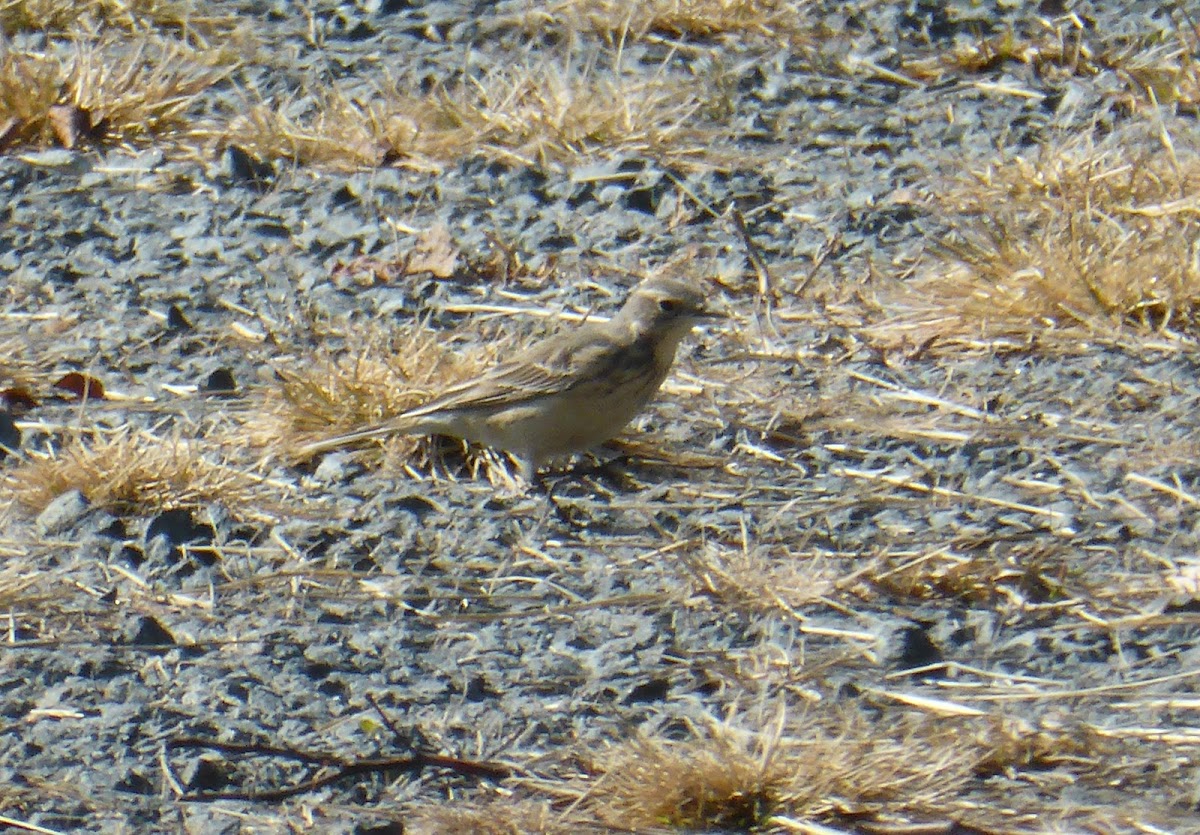 American Pipit