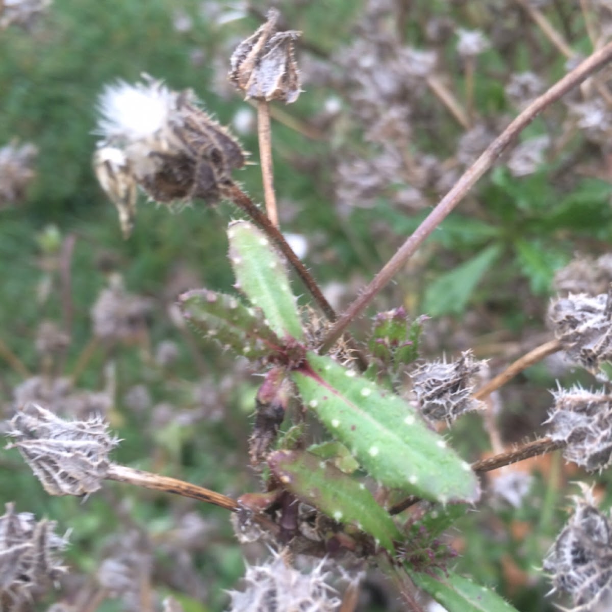 Bristly Oxtongue