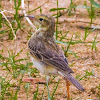 Paddyfield pipit, Oriental Pipit