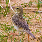 Paddyfield pipit, Oriental Pipit