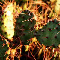 Piante grasse al tramonto di 