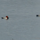 common pochard