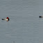 common pochard