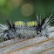 Spotted Tussock Moth Caterpillar