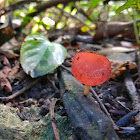 Cup fungi