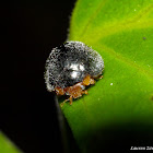 Phytophagous Ladybug