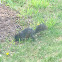 Eastern Gray Squirrel (Melanistic)