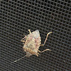 Brown Marmorated Stink Bug