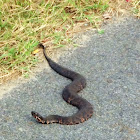 Northern Cottonmouth