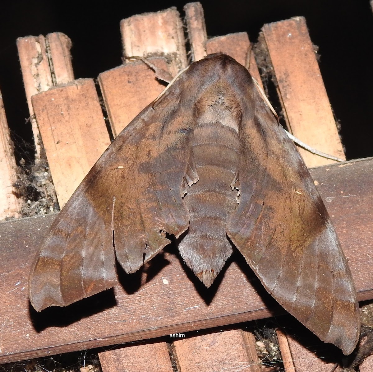 Common Forest Hawk moth