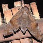 Common Forest Hawk moth