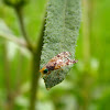 Walnut Husk Fly