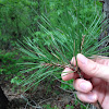 Shortleaf Pine