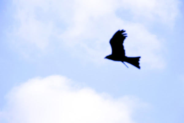 Silhouette in cielo di FReina