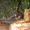 American Red Squirrel