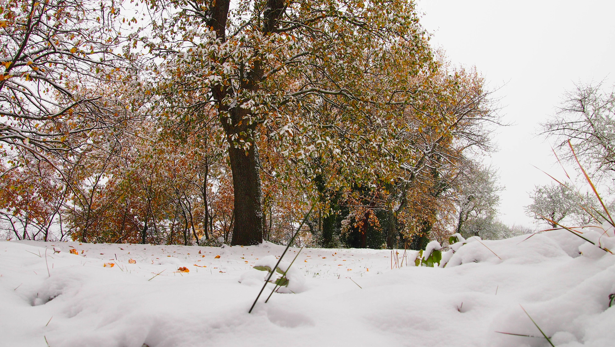 La coperta di neve! di michelecolucciello