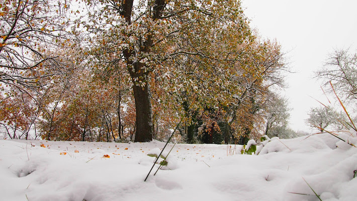 La coperta di neve! di michelecolucciello