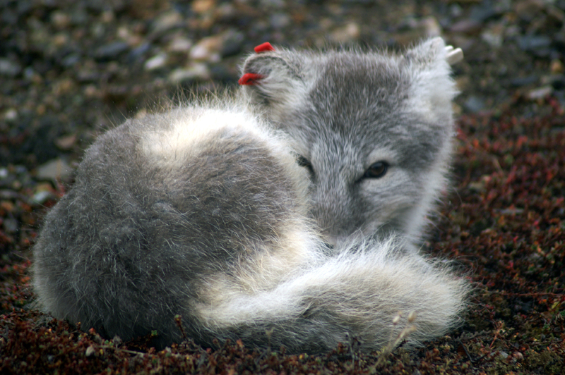 Arctic fox