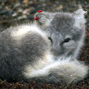 Arctic fox