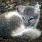 Arctic fox