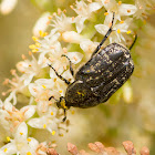 Flower Beetle