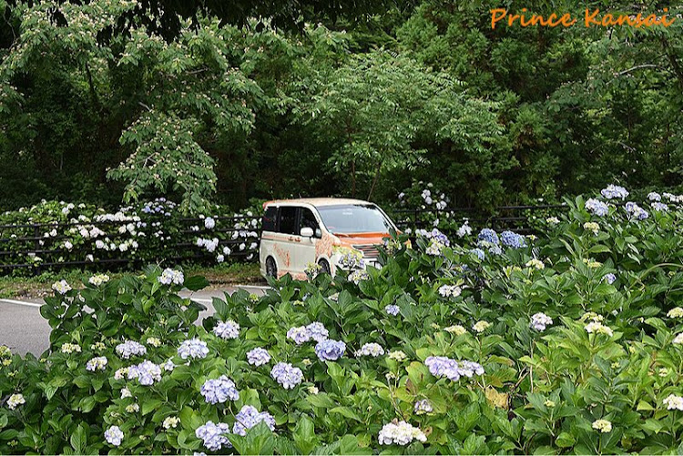 ステップワゴンのコロナに負けるな・モネの池・名もなき池・根道神社・あじさいコラボに関するカスタム事例の投稿画像4枚目